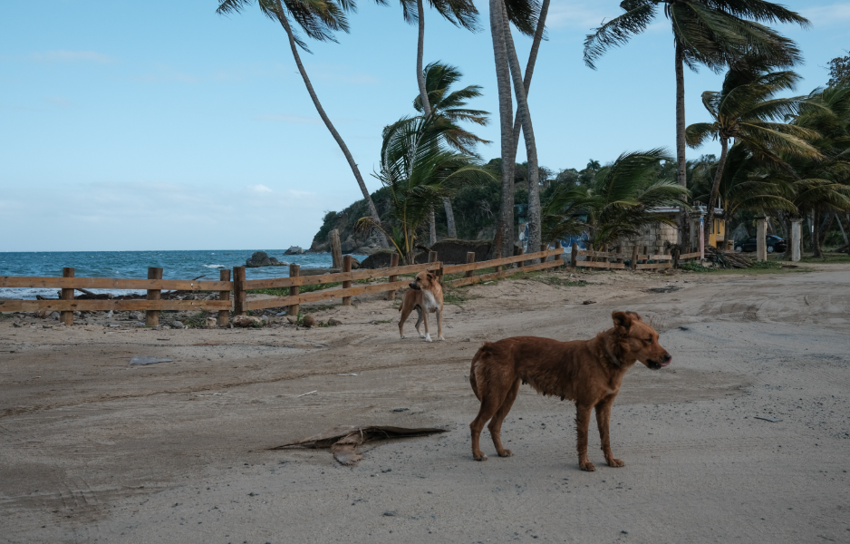 Dead Dog Beach, , Puerto Rico
